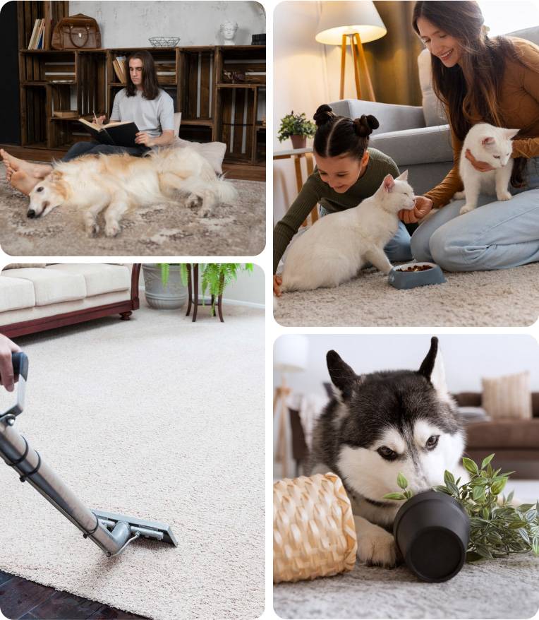 pet-carpet-cleaning-auckland